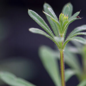 Galium aparine
