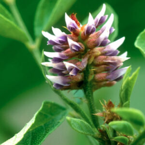 Glycyrrhiza glabra